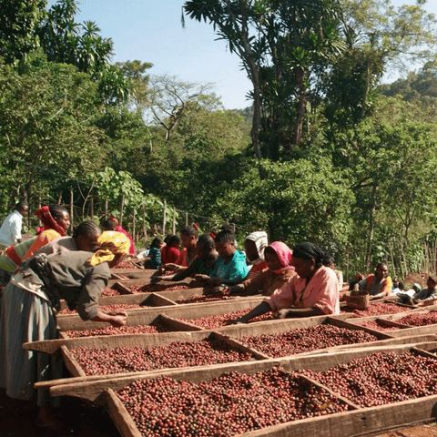 Ethiopia Yirgacheffe