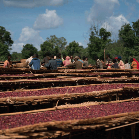 Ethiopia Yirgacheffe