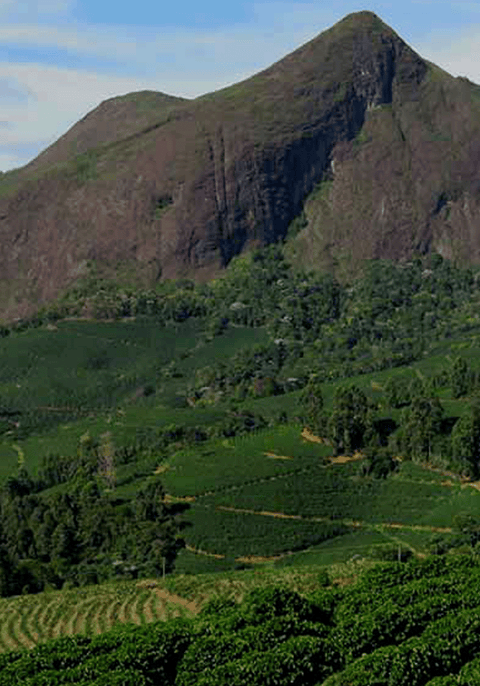 Primavera (Seasonal)