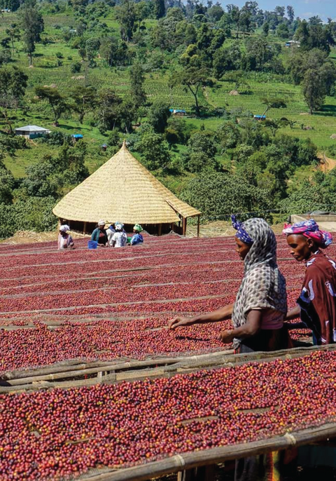 Ethiopia Negash Abarago